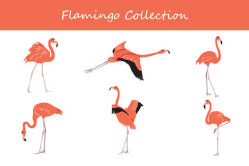 Obraz premium Flamingo collection. Flamingo in different poses. Vector illustration.