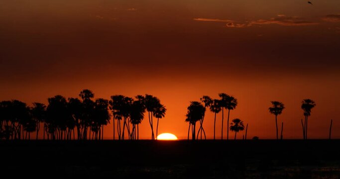 Sun Hiding In The Horizon Line At Sunset In The Esteros Del Ibera, National Park in Argentina. Copy space.