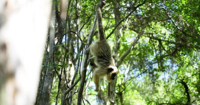 Caray's monkey hangs by its tail on a tree branch in the wild jungle.