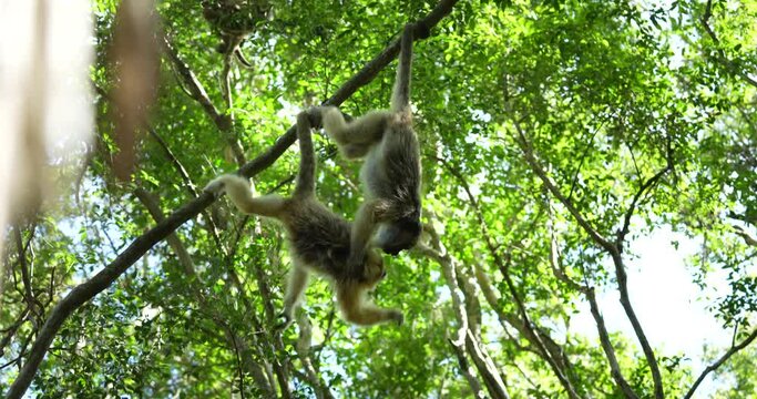 A pair of little monkeys fighting, playing in the trees of the Argentine jungle.