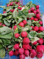 fresh radishes from the market