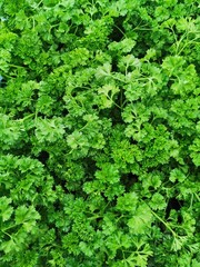 parsley fern texture