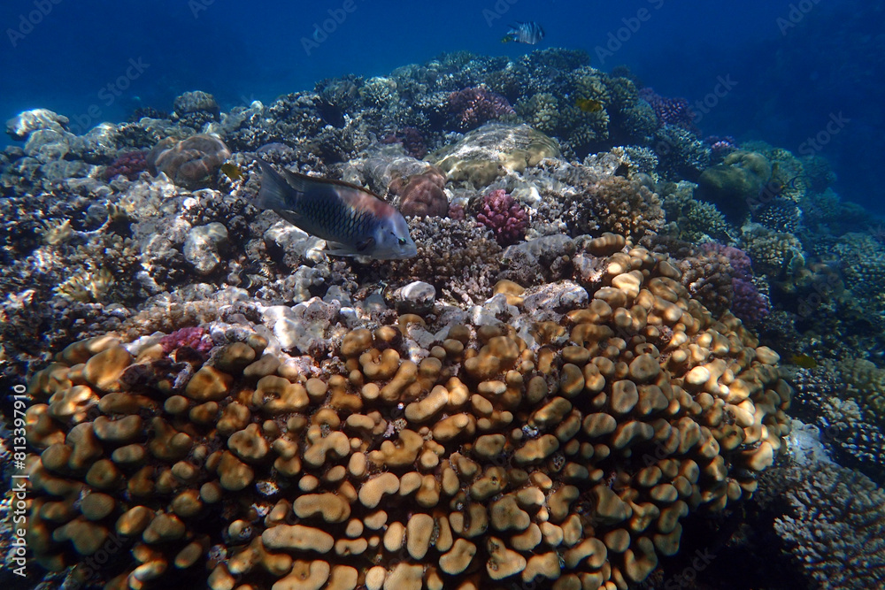 Wall mural nice coral reef in the egypt, safaga