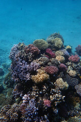 nice coral reef in the Egypt, Safaga