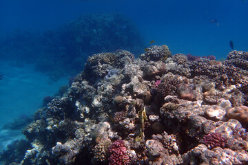 nice coral reef in the Egypt, Safaga