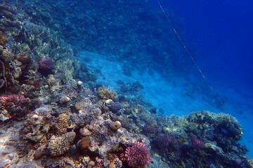 nice coral reef in the Egypt, Safaga