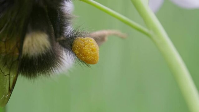 Pollen basket on bumblebee leg, macro close up