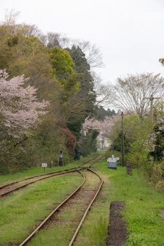 日本の春の風景、田舎の路線の桜と合流する線路