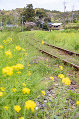 日本の田舎の風景、ローカル路線のカーブする単線線路と菜の花