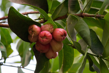 Fresh Ripped Rose apple fruit on the tree in the garden, India. Fresh exotic nutritious fruit