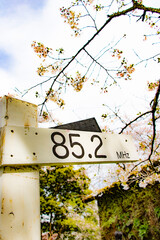 日本の春の風景、木製の看板と桜