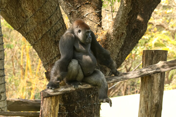 Closeup of Gorilla sitting on a tree in a zoo. Animal Portrait