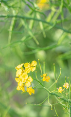 日本の春の野花、菜の花のクローズアップ、縦カット