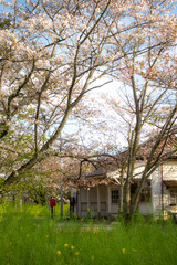 日本の春の風景、桜と木造駅舎