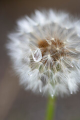 雨上がりに雫がついたたんぽぽのクローズアップ、正面
