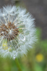 雨上がりに雫がついたたんぽぽのクローズアップ、左位置