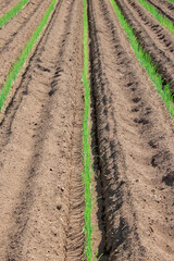 日本の畑、土と緑のデザイン的な作物の列、縦位置