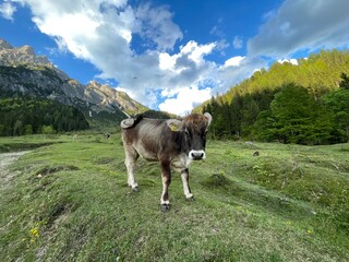 Wanderung Werfenweng