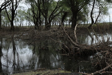 Dry branches in a swamp under the treetops