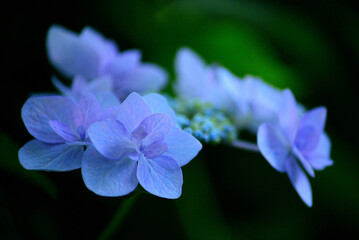 梅雨時に公園で咲く紫陽花
