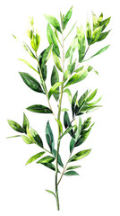 Obraz premium Eucalyptus branch with leaves. Watercolor botanical illustration
