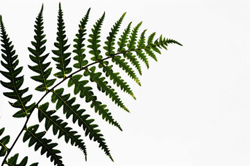 Silhouette of a fern leaf