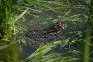 A frog hides in the morning sun