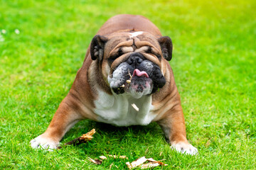 Fototapeta premium classic Red English British Bulldog Dog playing with stick on grass on sunny day
