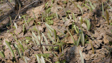 Southern Urals, young shoots of the wild tulip (Tulipa sylvestris) in the forest in spring.