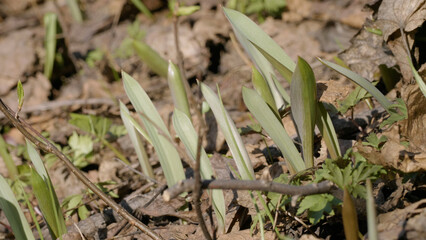 Southern Urals, young shoots of the wild tulip (Tulipa sylvestris) in the forest in spring.