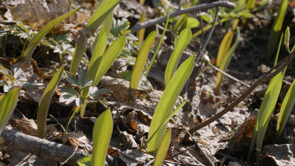 Southern Urals, young shoots of the wild tulip (Tulipa sylvestris) in the forest in spring.