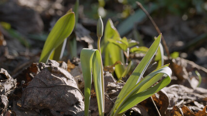 Southern Urals, young shoots of the wild tulip (Tulipa sylvestris) in the forest in spring.