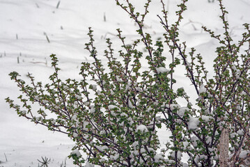 A snow-covered gooseberry bush on a spring day