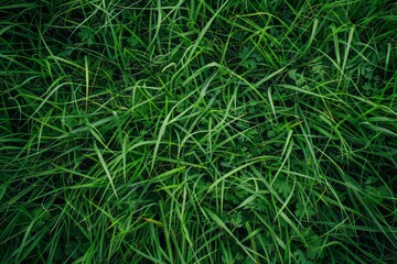 Grass growing in field. Green grass growing in the garden wallpaper.