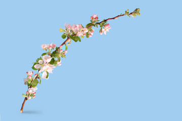 Spring branch of an apple tree with pink and white flowers on a blue background. Hello spring, happy spring holidays greeting card