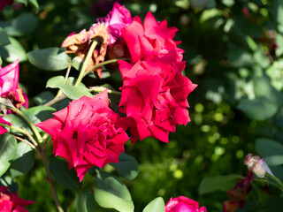 植物園に咲く鮮やかな薔薇の花