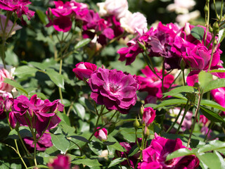 赤紫色の薔薇の花