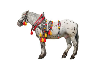 horse in festive attire isolated on white background