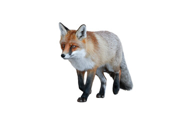 fox isolated on white background