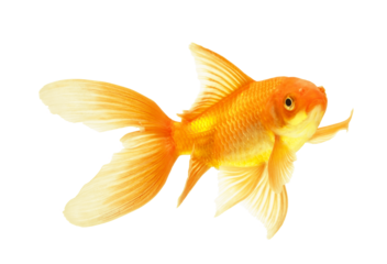 gold fish isolated on white