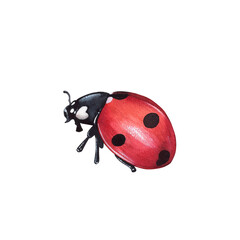 Ladybug clipart, isolated illustration. Beautiful insect on a white background, watercolor painted by hand art for wallpaper. Cartoon cute animal. Watercolour print, hand drawn,red lady bug black dots