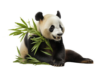 A panda eat bamboo stalk isolated