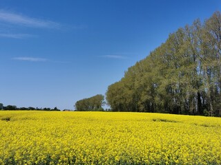 Rape plants in bloom in the fields in spring in northern Germany