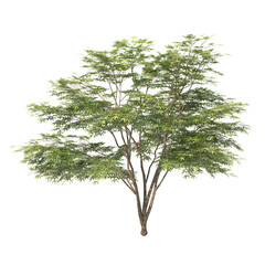 Transparent background tree