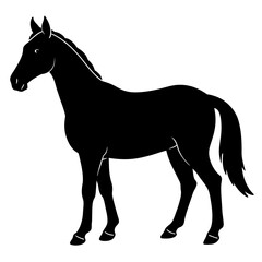 horse silhouette isolated on white