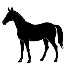 horse silhouette isolated on white