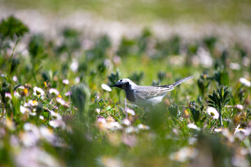 White wagtail (Motacilla alba) among green grass. Bird, animal idea concept. Ornithology. 