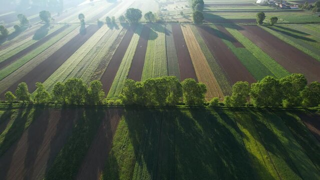 Spring Morning Sunlight Illuminating Agricultural Parcels in the Fields with Plants on Colorful Land, Aerial Shot