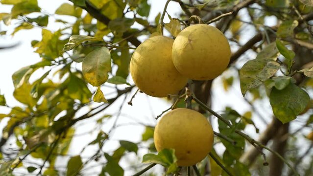 Ripe and green pomelo fruit tree in the garden.