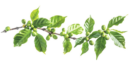 Coffee tree branch with green leaves on transparent background